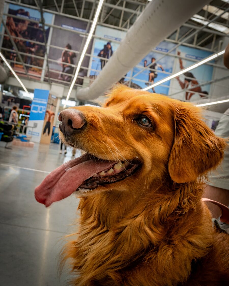 Fotografía de un perro golden retriever en el pasillo de una tienda de deportes, mirando hacia arriba con la lengua fuera.
